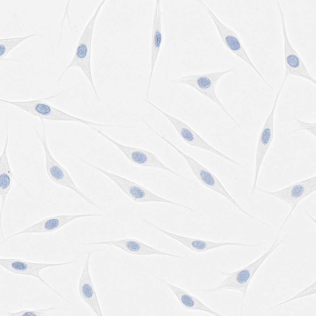 CK19 immunocytochemistry of hAMSCs